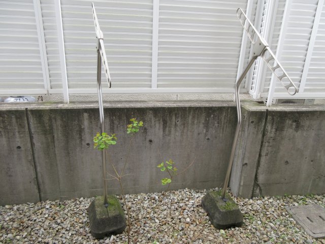 庭