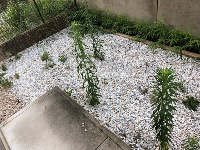 庭　モデルルーム写真（別タイプ）