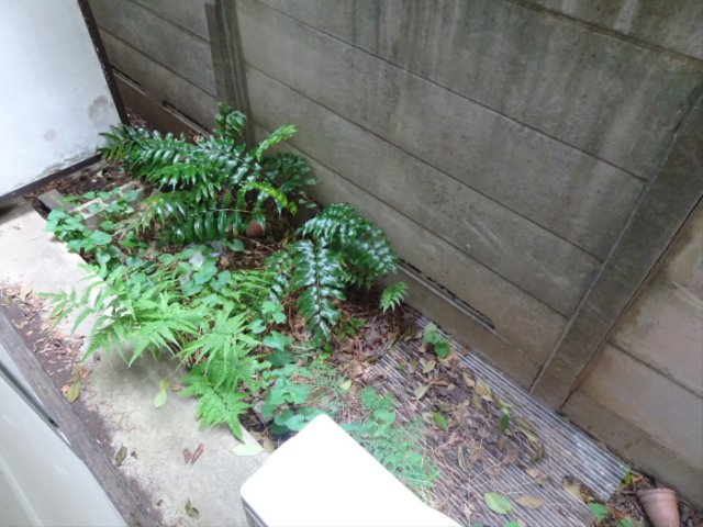 庭