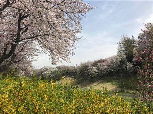 公園　保土ヶ谷公園（公園）まで494m