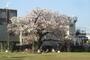 公園　新宿区立富久さくら公園（公園）まで357m