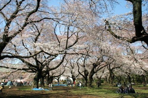 【シャーメゾン武蔵小金井の公園】