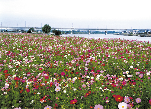 【八潮市大字木曽根のマンションの公園】