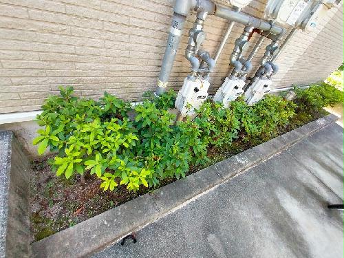 その他　植栽