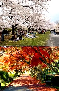 公園　播磨坂さくら並木（公園）まで550m