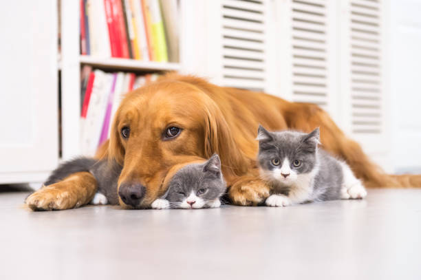 その他設備　大型犬、猫、多頭飼育OK!