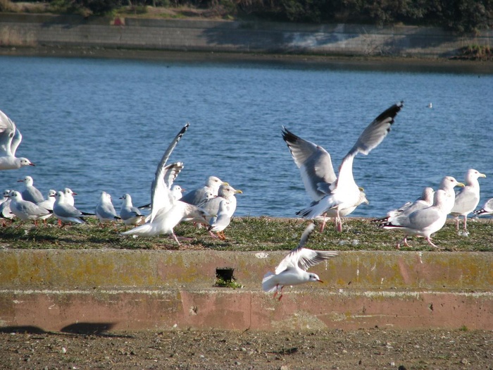 公園　野鳥の楽園（公園）まで550m