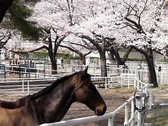 公園　JRA馬事公苑（公園）まで940m