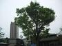 小学校　太子堂小学校（小学校）まで149m