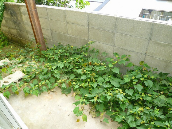 庭
