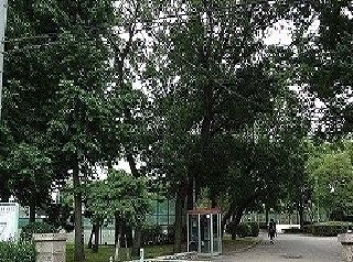 公園　松葉公園（公園）まで350m