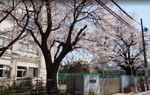 小学校　豊島区立駒込小学校（小学校）まで556m