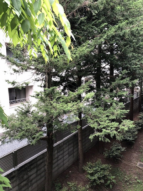 庭