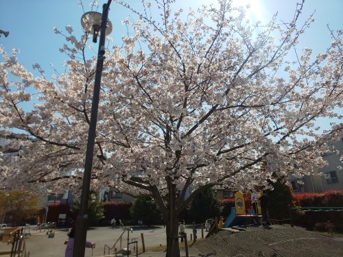 【カルムＮＳの公園】