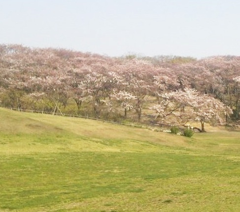 公園　根岸森林公園（公園）まで550m
