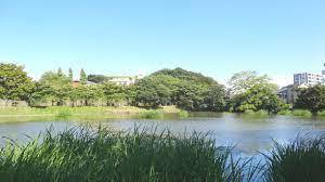 公園　白幡緑道（公園）まで1095m