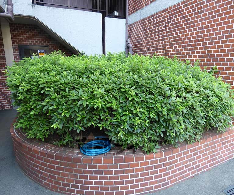 庭