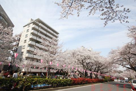 公園　播磨坂さくら並木（公園）まで891m