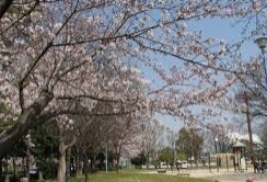 【清須市西枇杷島町南二ツ杁のマンションの公園】