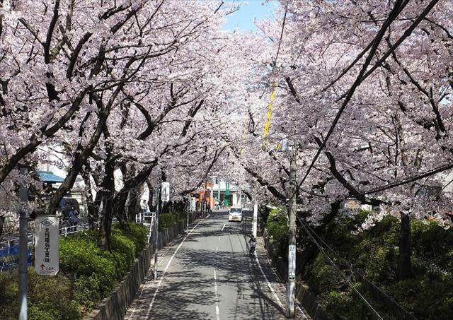 その他　桜坂（その他）まで210m