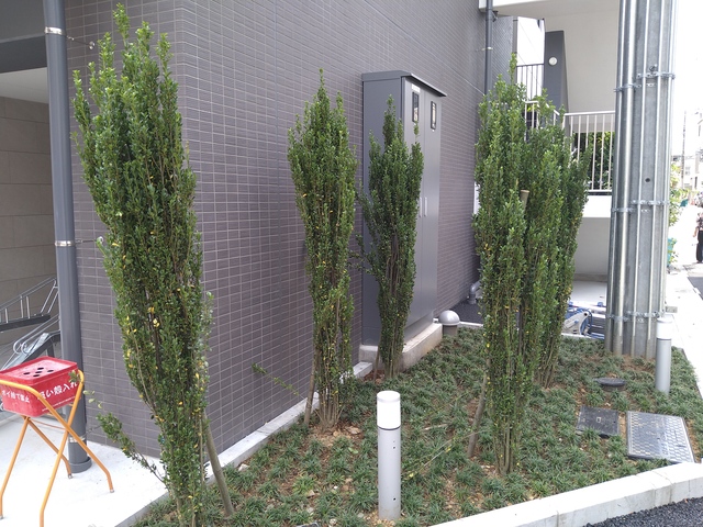 その他　植栽☆彡