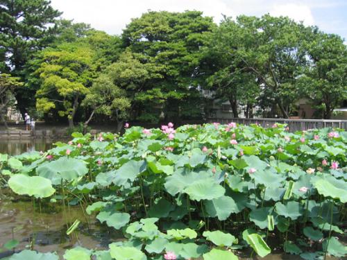 公園　桜小路公園（公園）まで618m