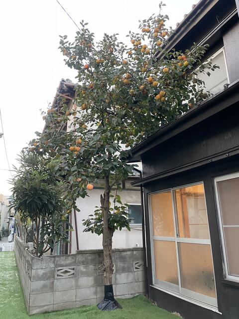 庭　庭には柿の木があります