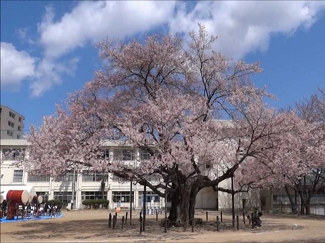 【ブエナビスタ東六番丁の小学校】