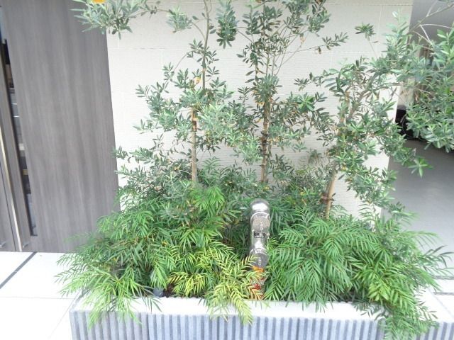 庭　植栽