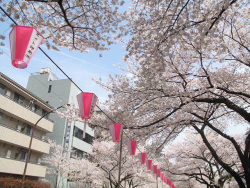 その他　播磨坂さくら並木（その他）まで1186m