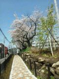 その他　春は桜が楽しめます♪
