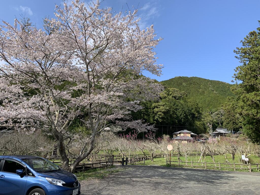 その他　洞慶院では梅や桜が楽しめます。