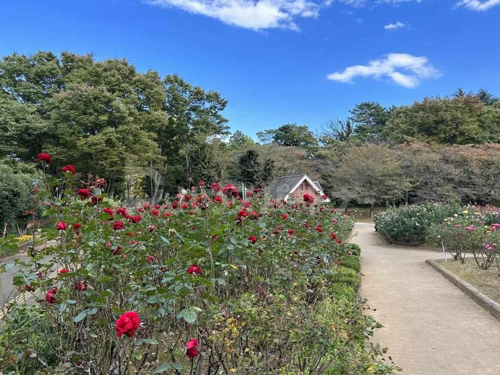 公園　与野公園（公園）まで1230m
