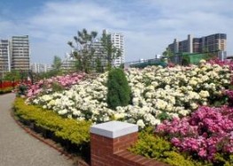 公園　足立区立新田さくら公園（公園）まで678m