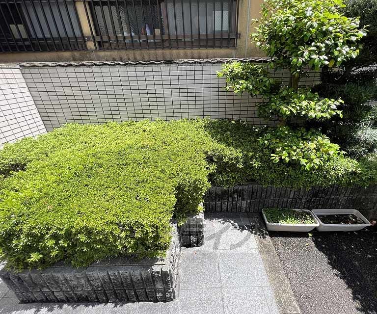 庭