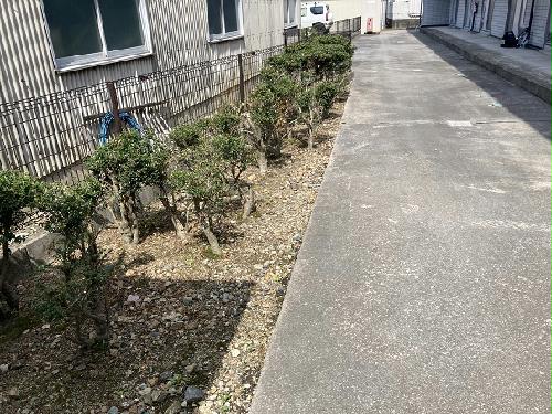 庭