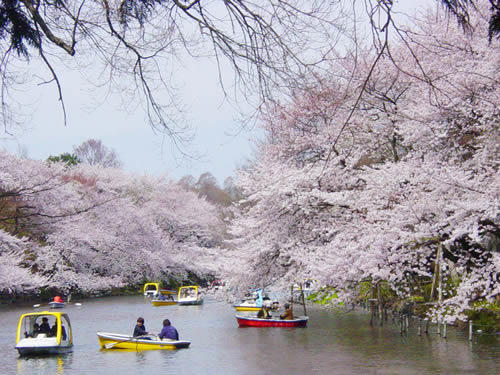 公園　井の頭公園（公園）まで1210m