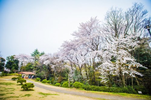 公園　おとめ山公園（公園）まで332m