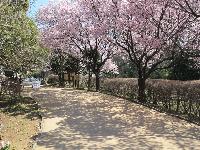 公園　駒場野公園（公園）まで994m