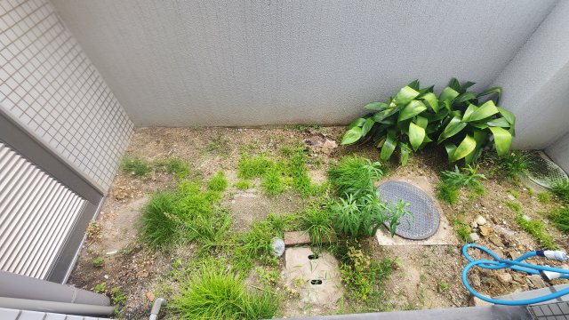 庭