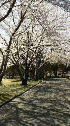 公園　桜ニュータウン中央公園（公園）まで2462m