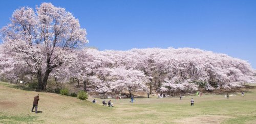 その他　根岸森林公園 正面入口（その他）まで1459m