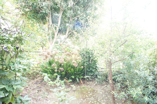 眺望　お部屋前には緑があるので、心癒されます☆