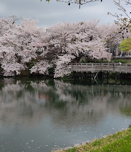 公園　今泉名水桜公園（公園）まで576m