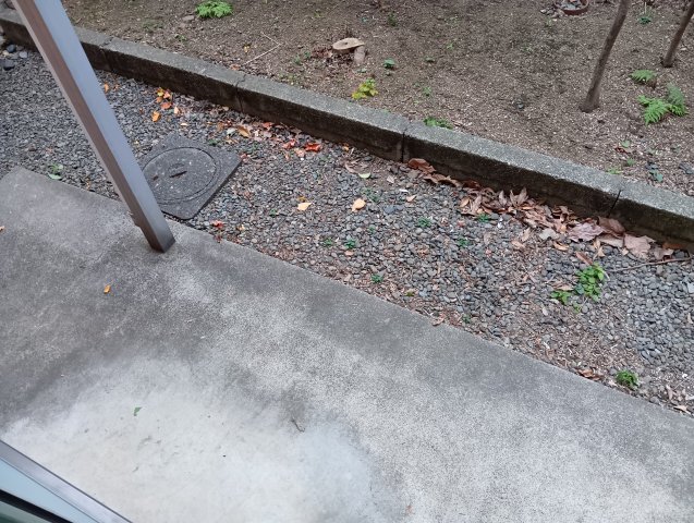 庭