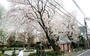 公園　原町田わかば公園（公園）まで1200m