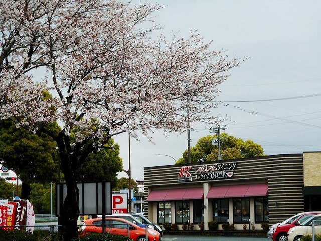 飲食店　ＭＫレストラン桜木店（飲食店）まで200m