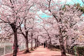 公園　妙法寺川公園（公園）まで907m