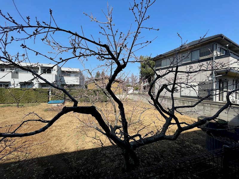 眺望　北側に梅の花が☆