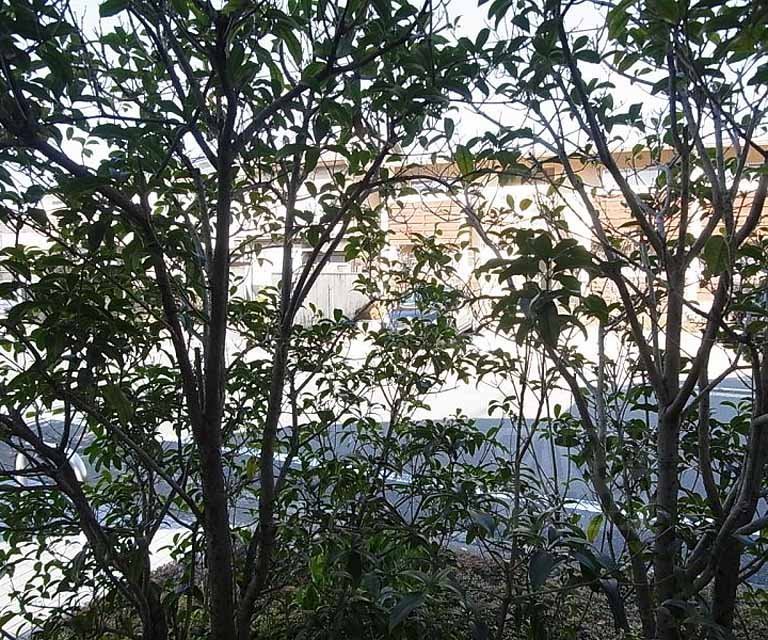 眺望　１階ですが木々が目隠しに。